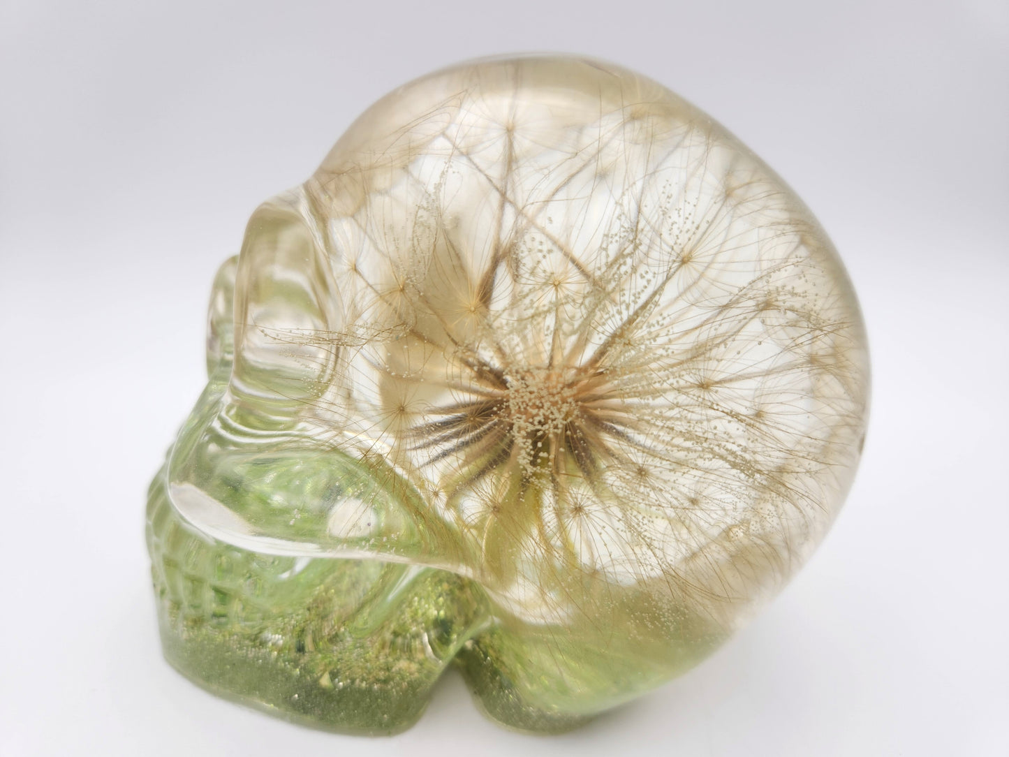 Large Clear Skull With Salsify